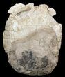 Fossil Tortoise (Stylemys) From Nebraska - Very Inflated #51318-2